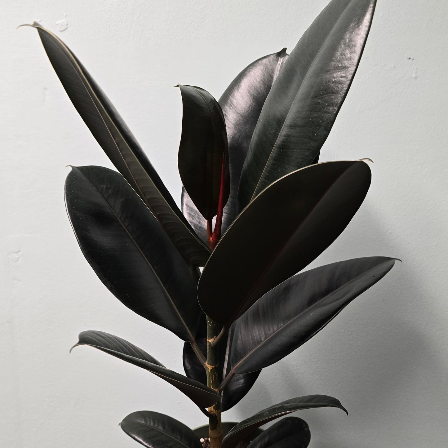 Ficus Robusta Rubber Plants 60-80cm