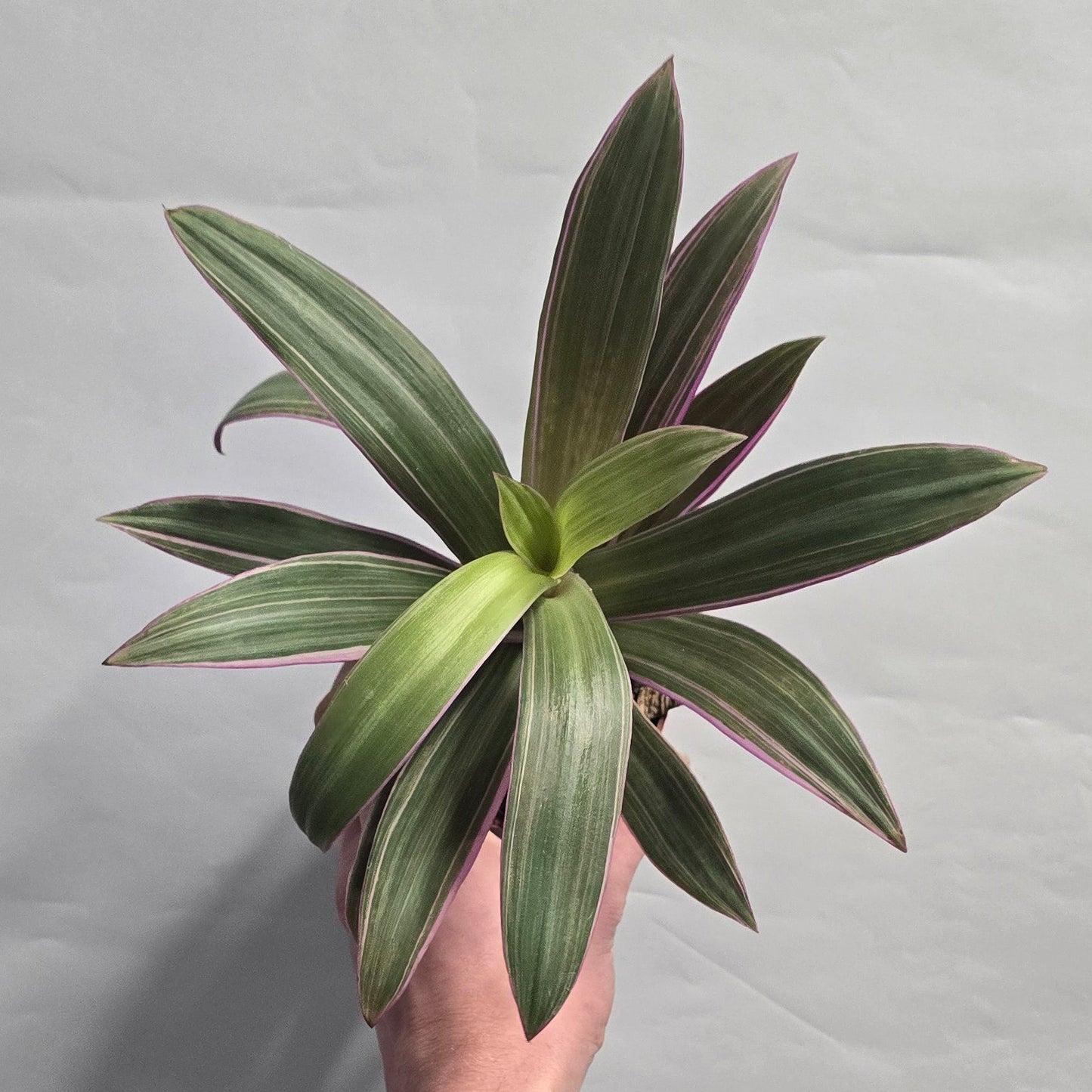 Tradescantia Spatheacea