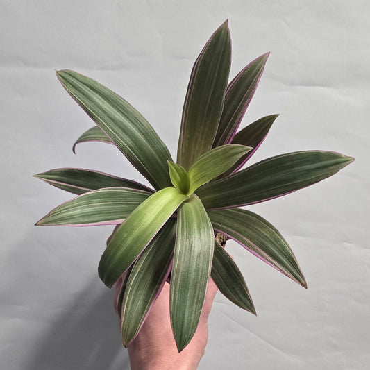 Tradescantia Spatheacea