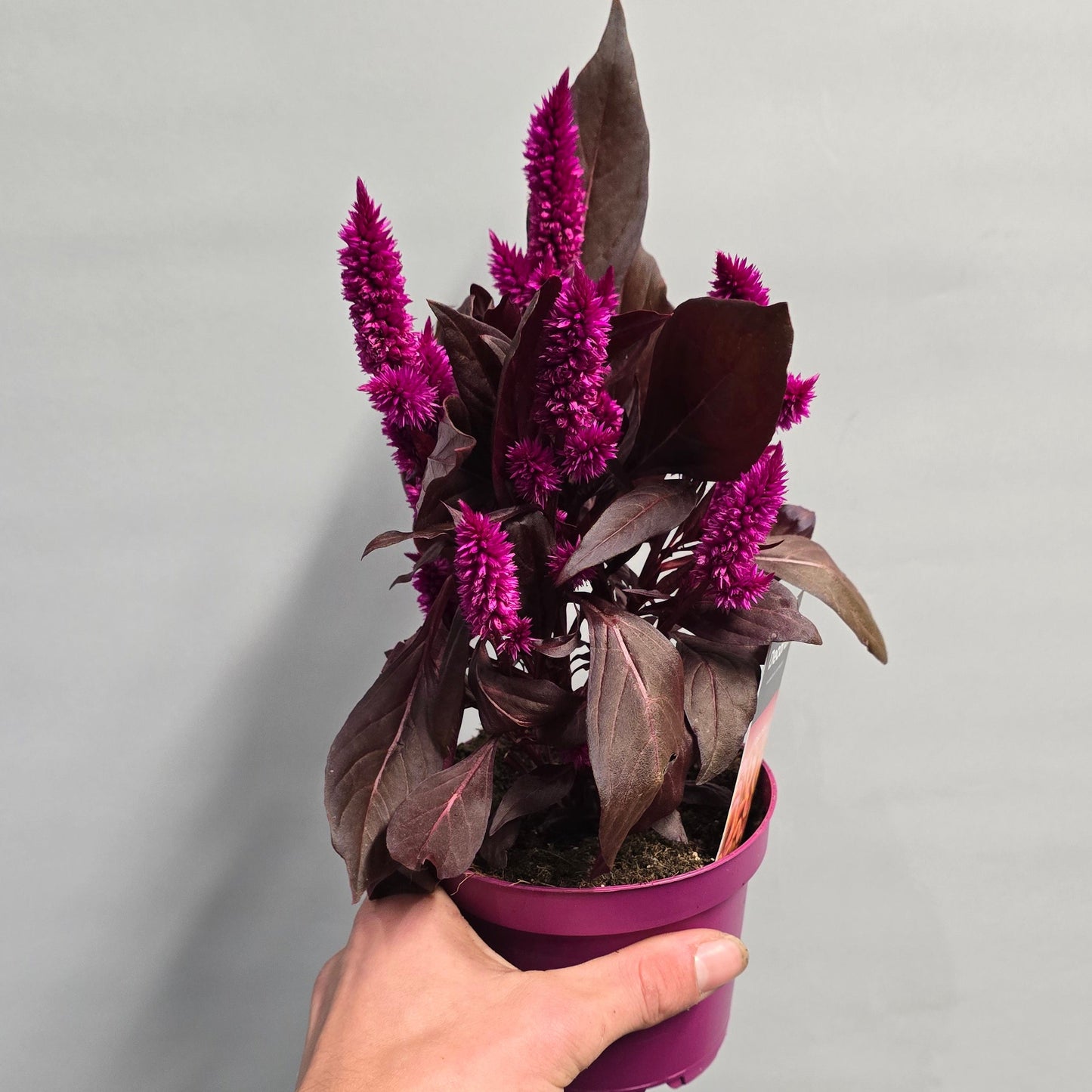 Celosia Spicata - Mixed