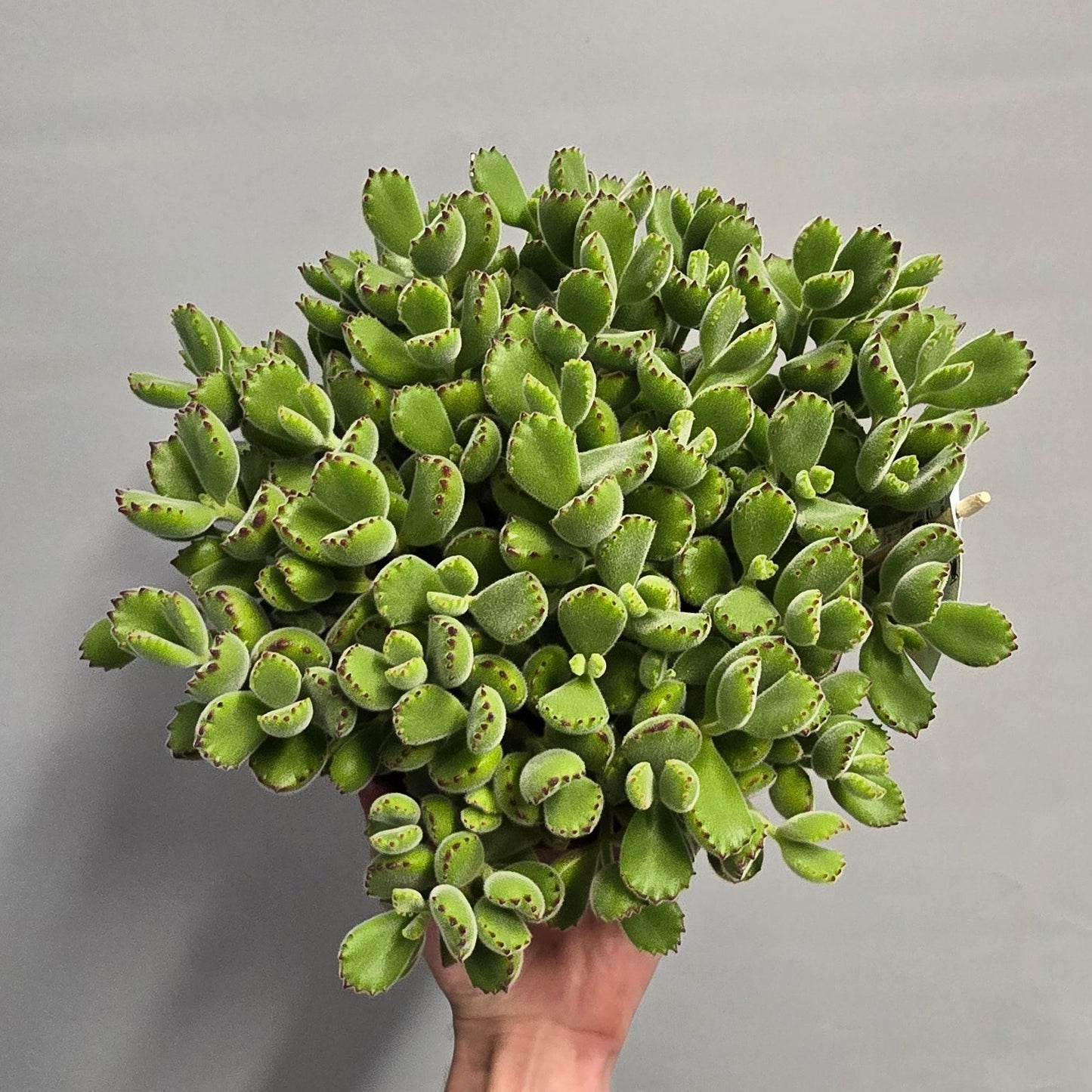 Large Bear's Paw Succulent