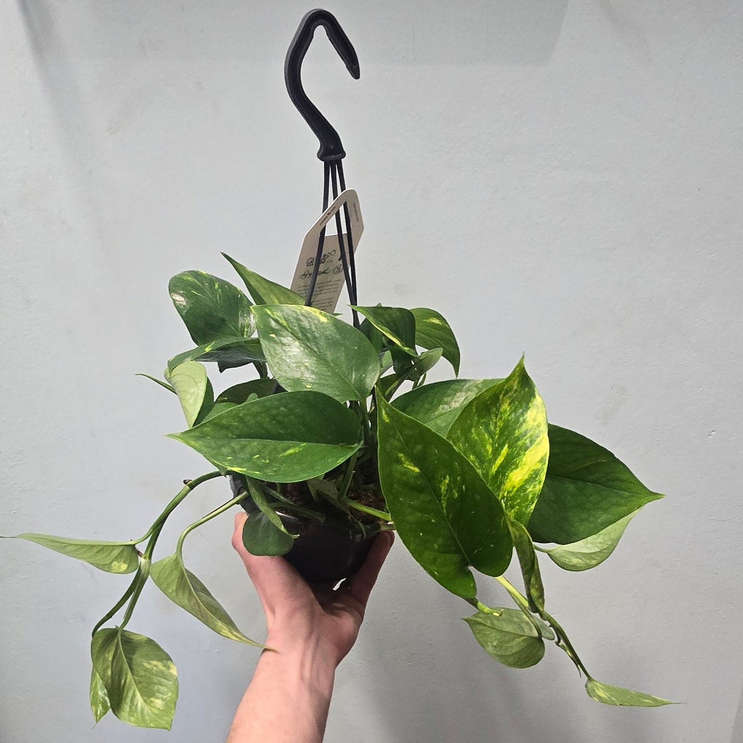 Hanging - Devil's Ivy