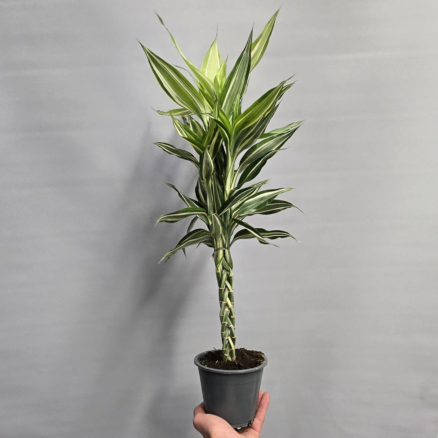 Braided Dracaena Mix