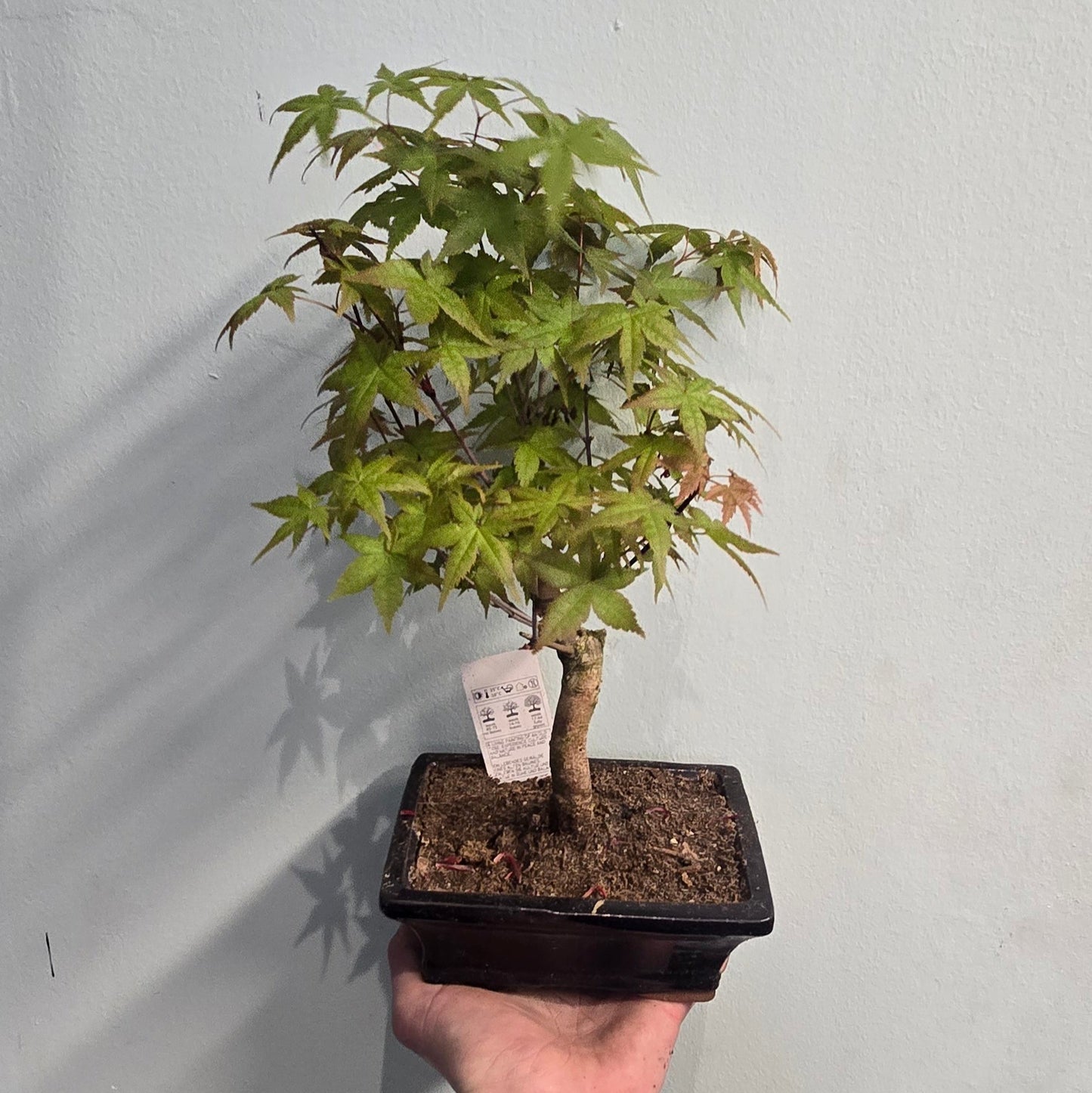 Acer Bonsai – Japanese Maple Bonsai