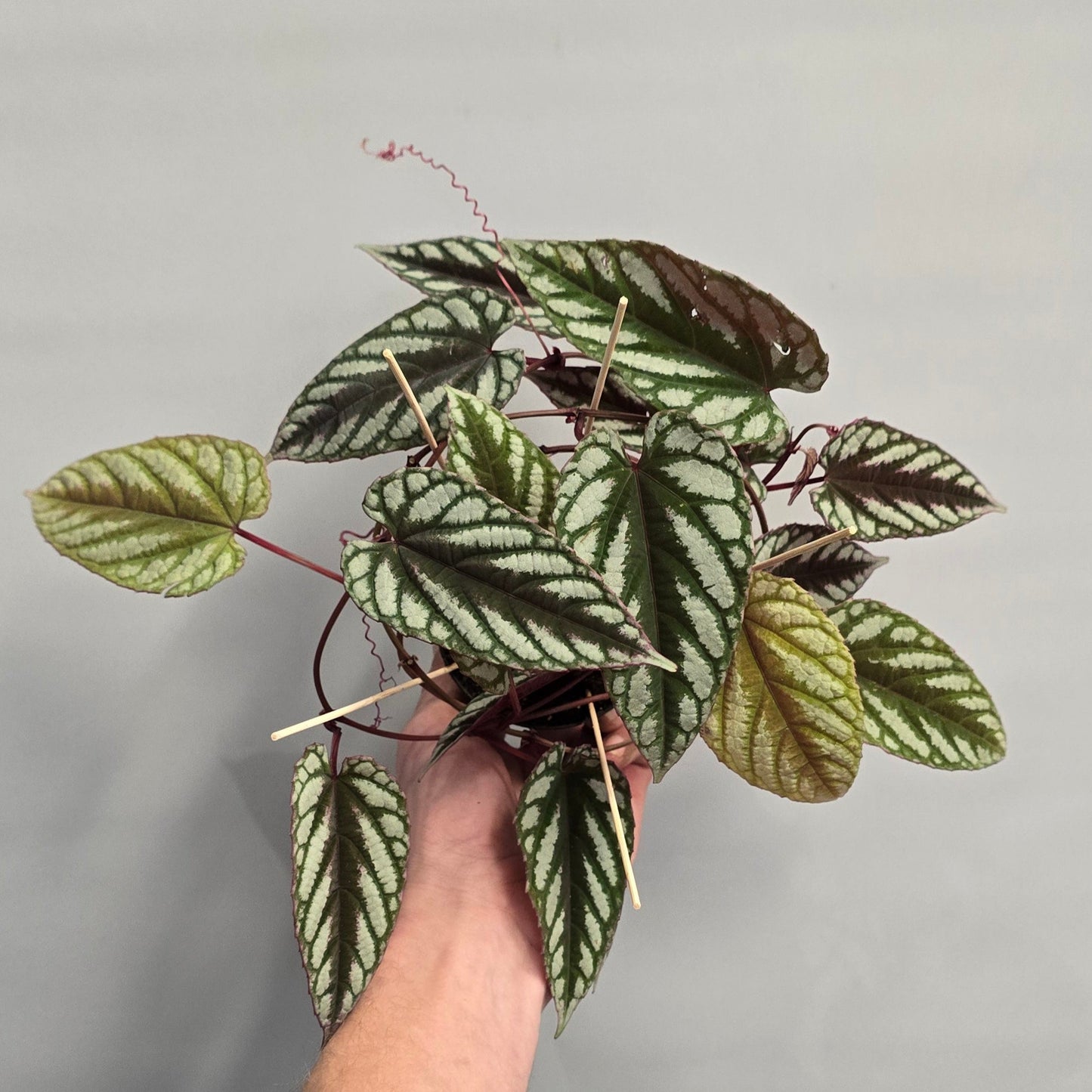 Cissus Discolor - Fake Begonia Vine (Collectors)