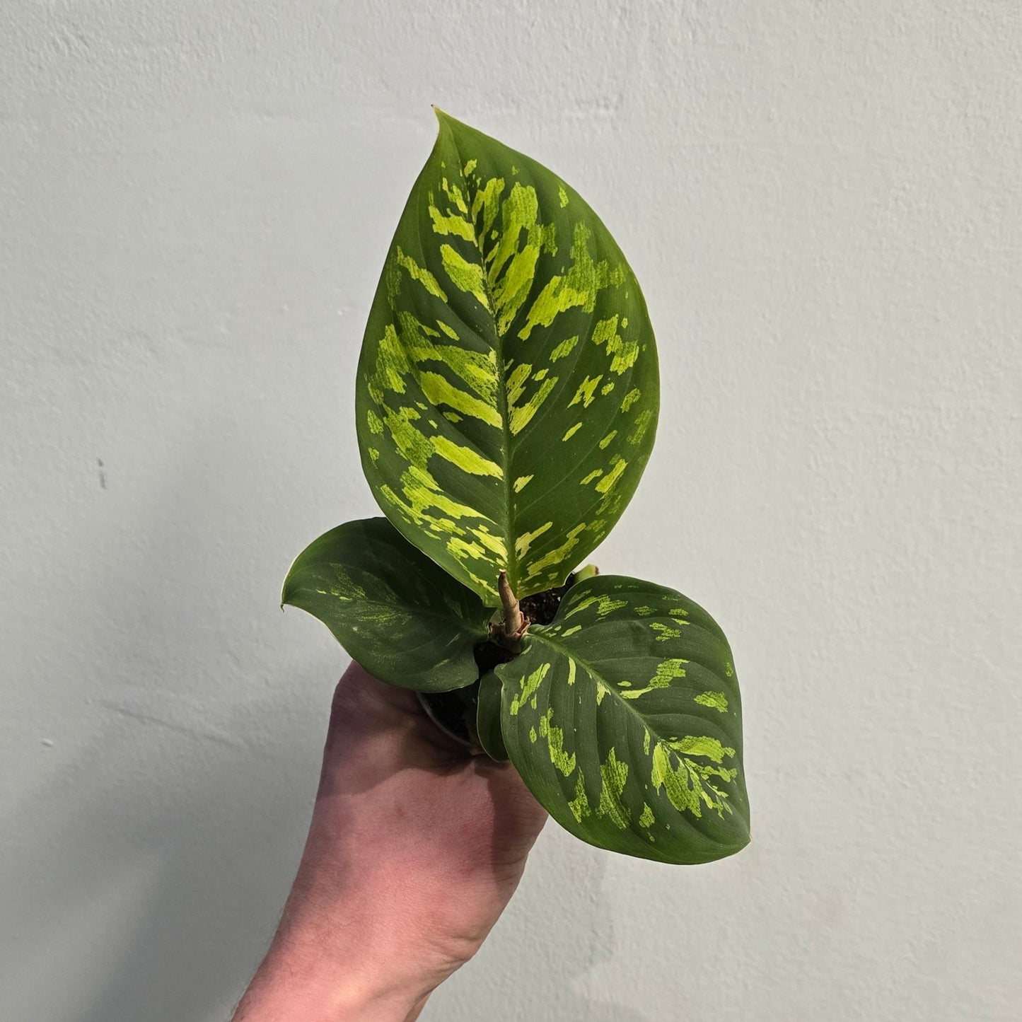 Mini Aglaonema Tri Colour ( Damaged Leafs )