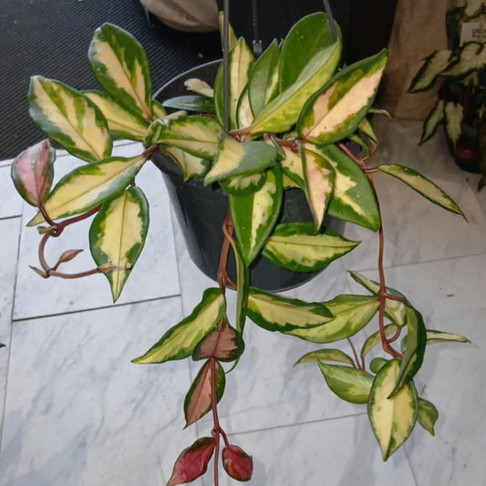 Hanging - Hoya Pink Variegation - Tricolor