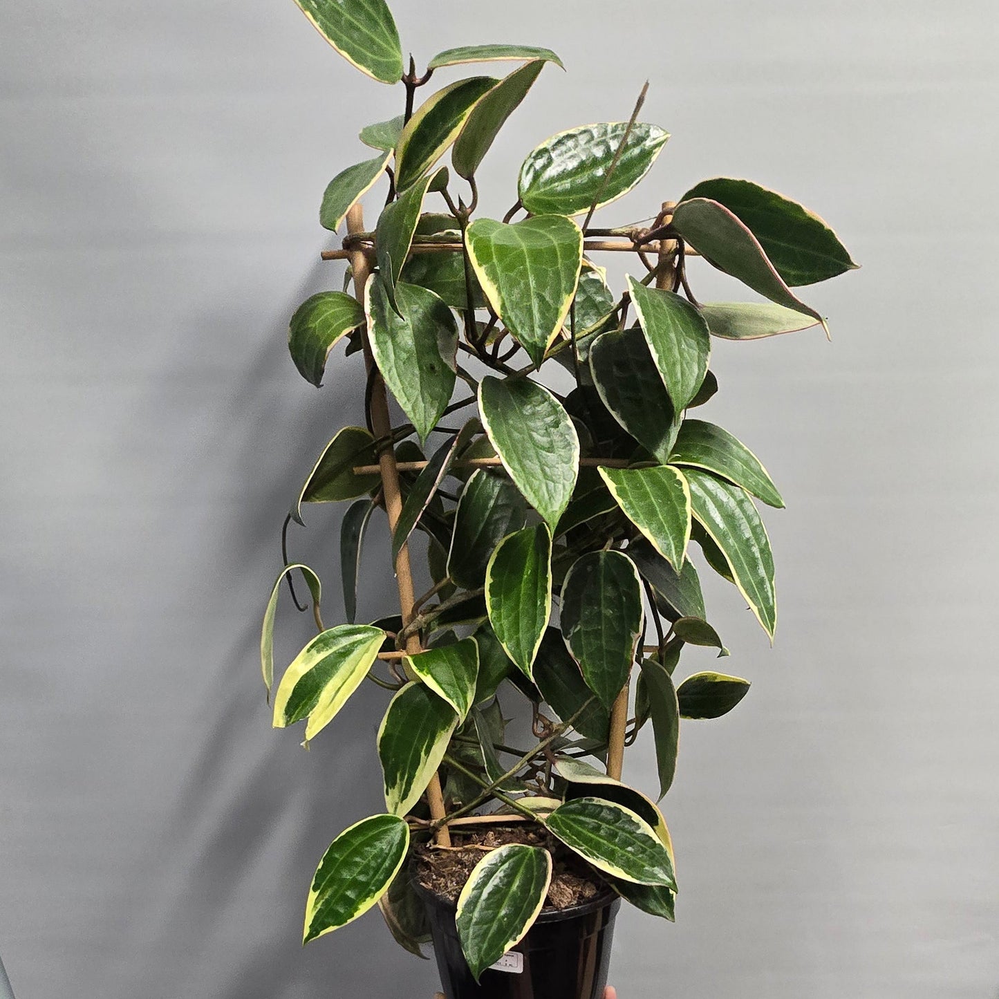 Hoya Australis Blondie - Outer Variegated