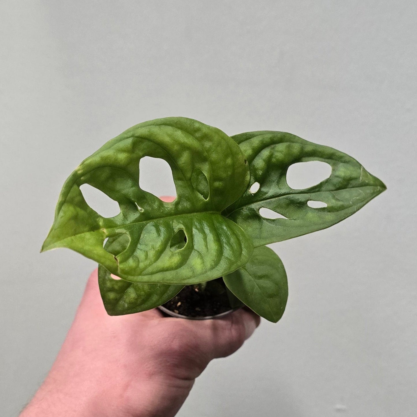 Mini Monstera Monkey Mask