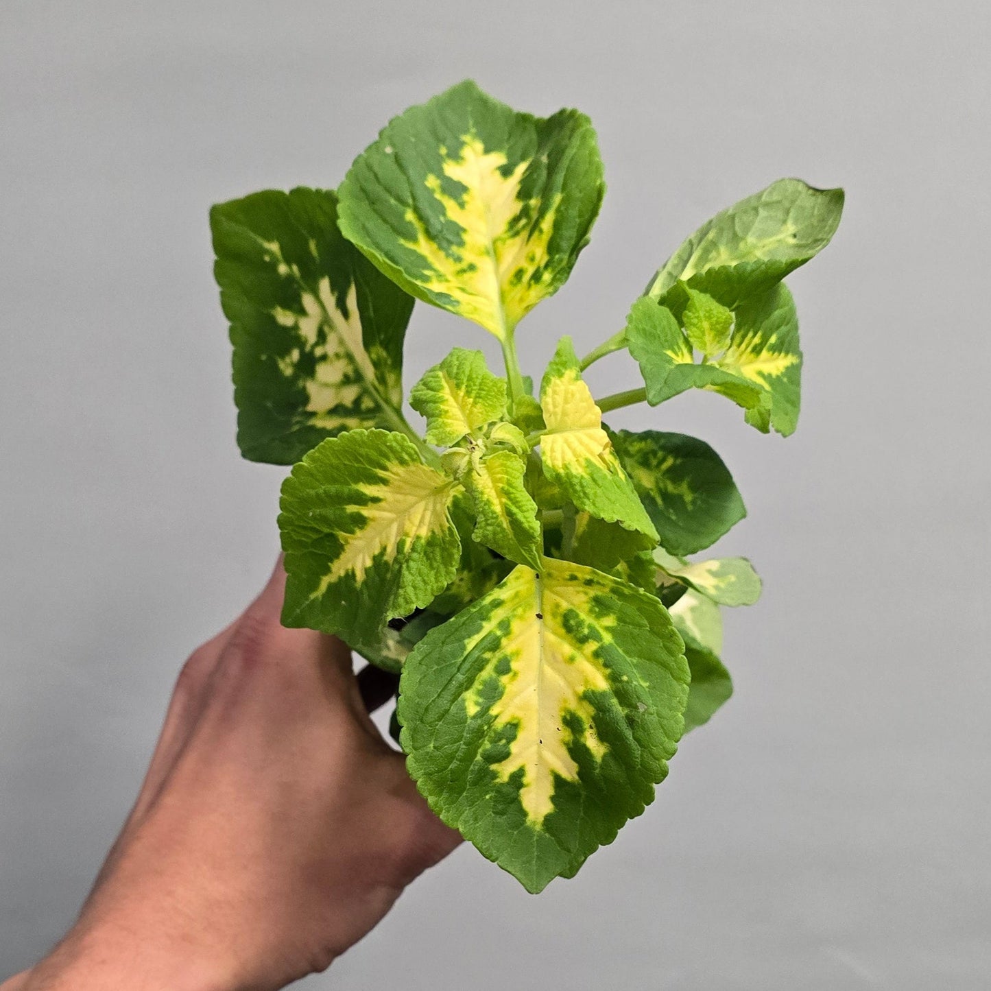 Coleus - Mixed