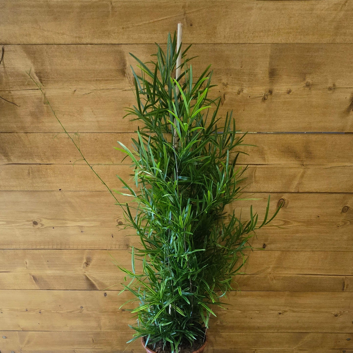 Asparagus Falcatus - 70cm