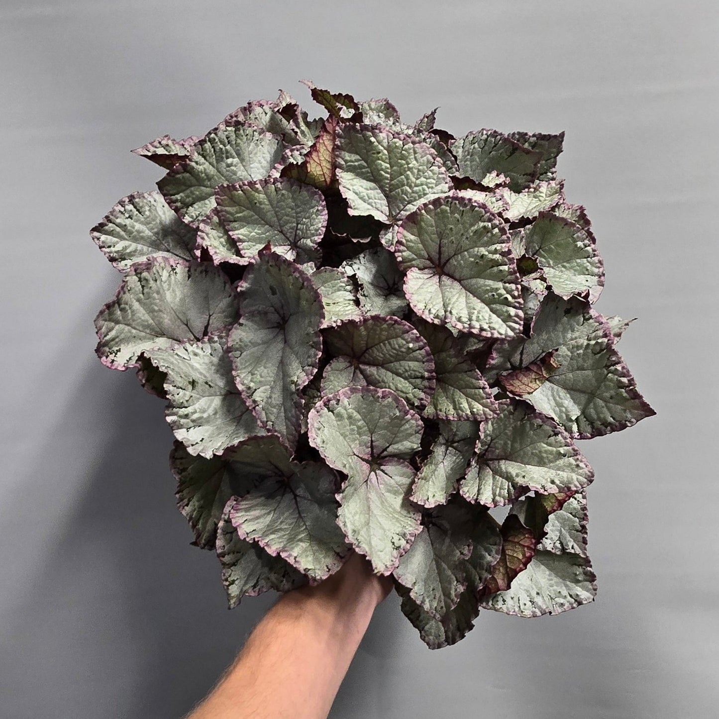 Begonia Hawaiian Silver