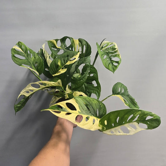 Monstera Adansonii - Japanese Tricolour