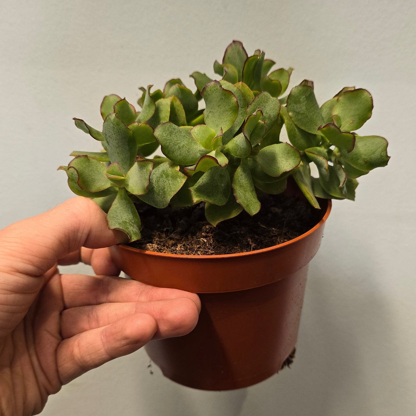 Curly Green - (Crassula)