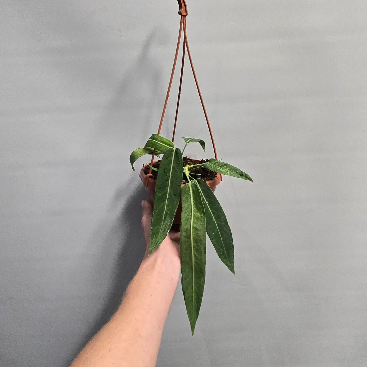 Hanging - Anthurium Pallidiflorum