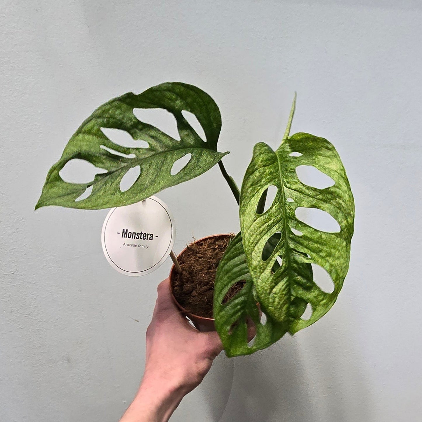 Monstera Monkey Mask Mint