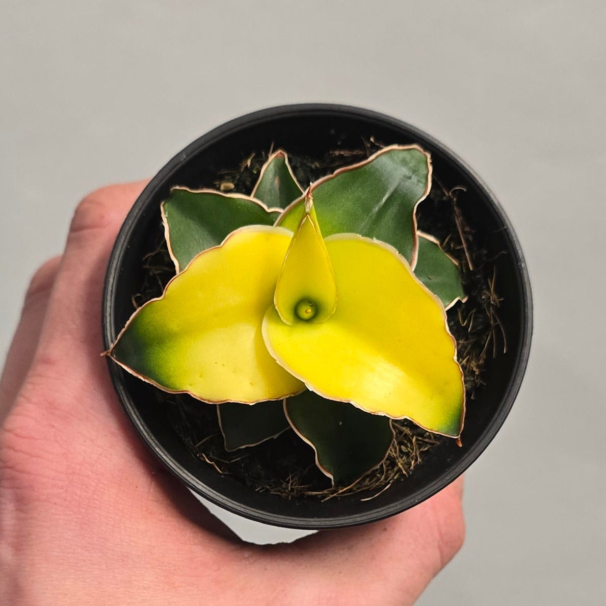 Sansevieria Collectors Mix