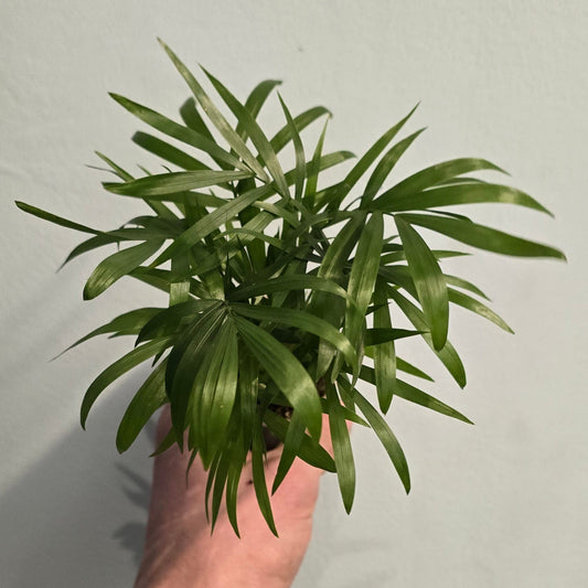 Small - Chamaedorea/Parlour Palm