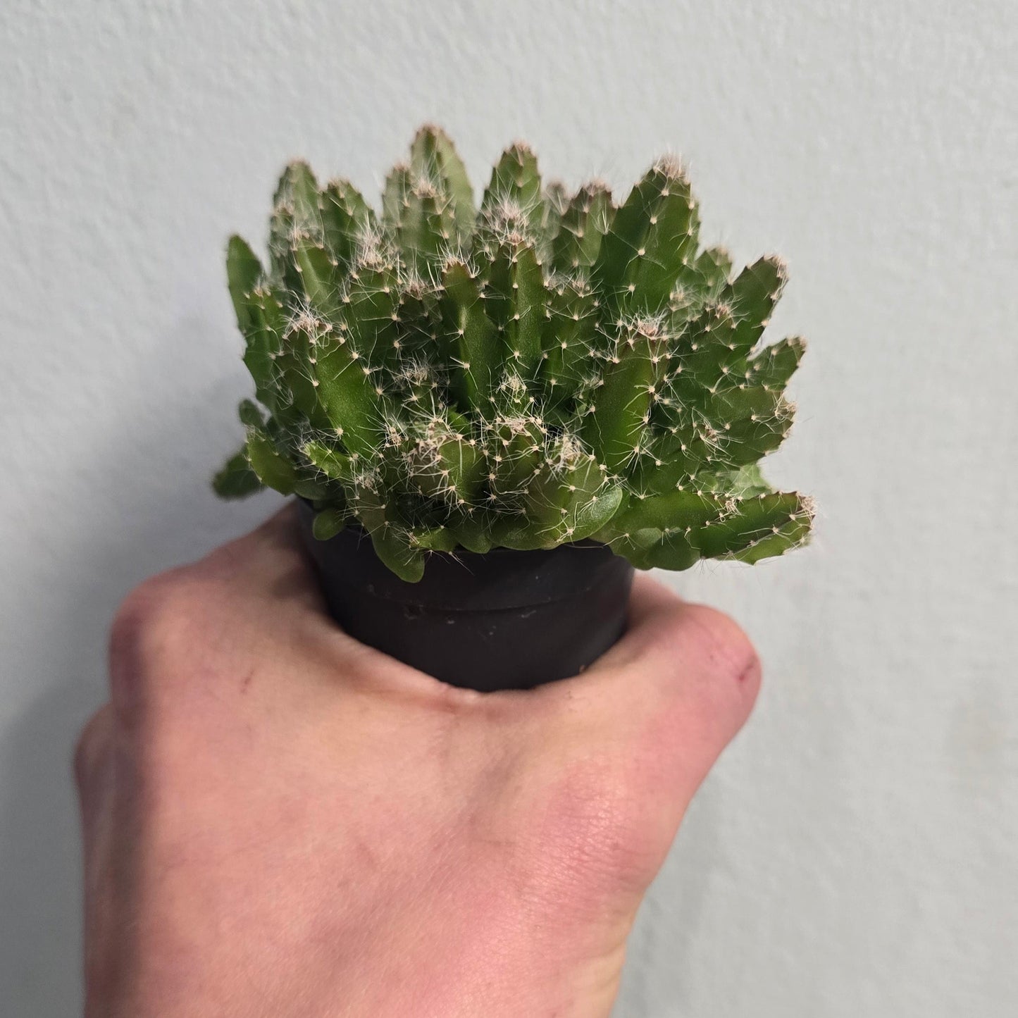Mini Dragon Fruit Cactus