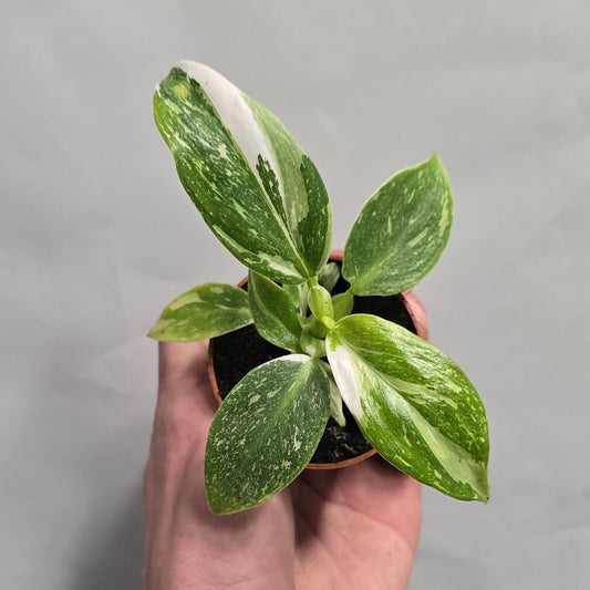 Mini - Philodendron White Princess