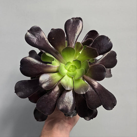 Aeonium Arboreum Nigrum