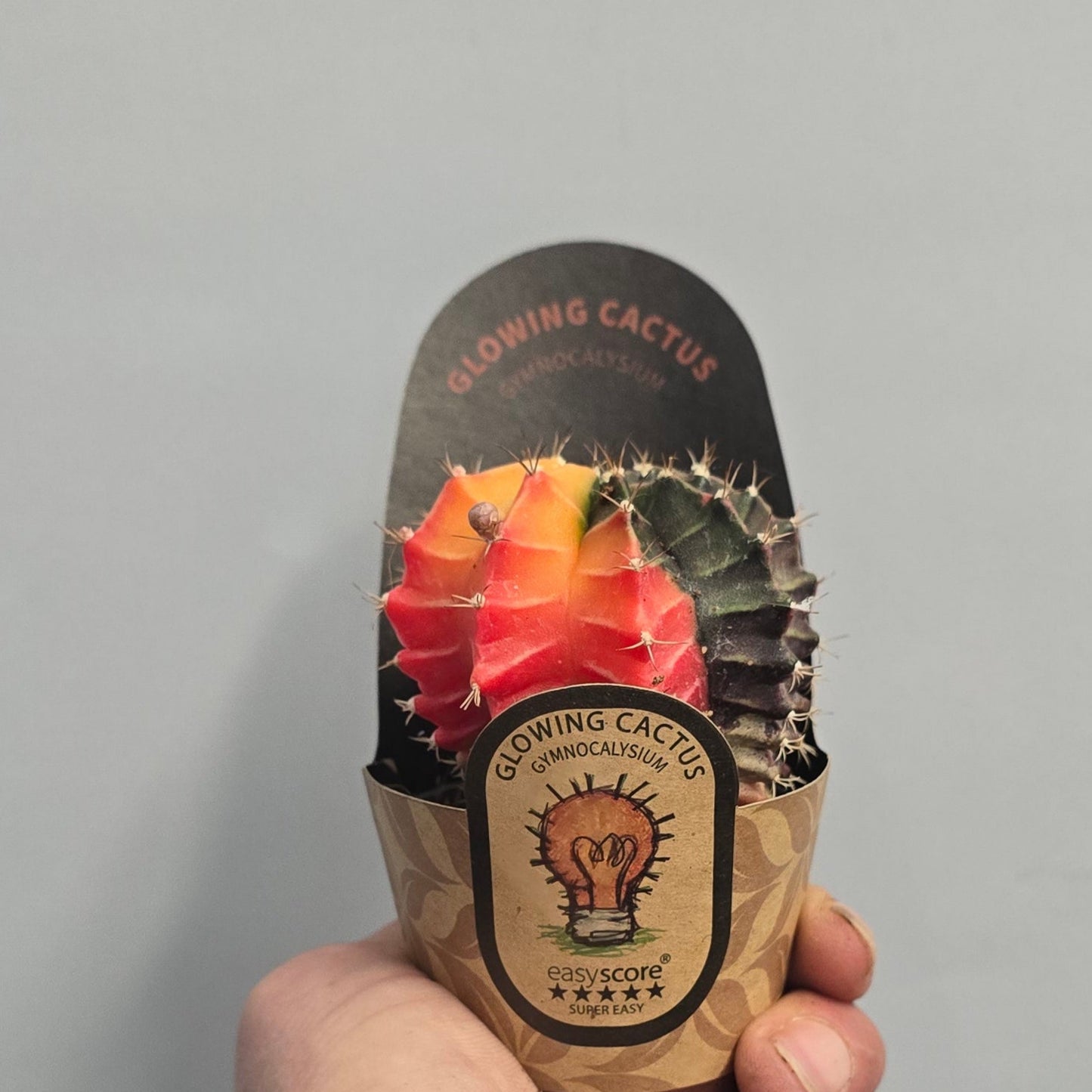 Mini - Varigated Gymnocalycum Mihanovichii Cactus