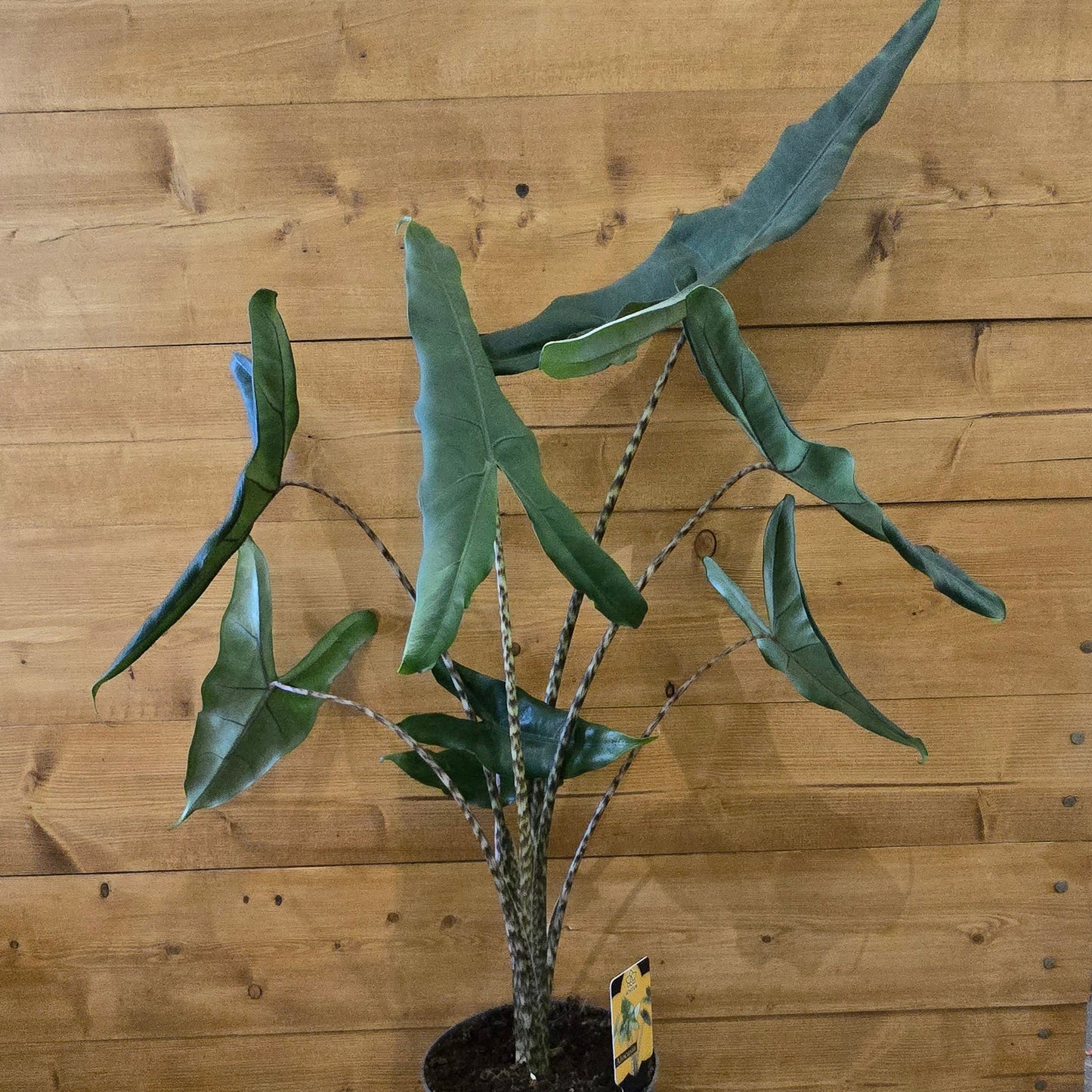Alocasia Tigrina