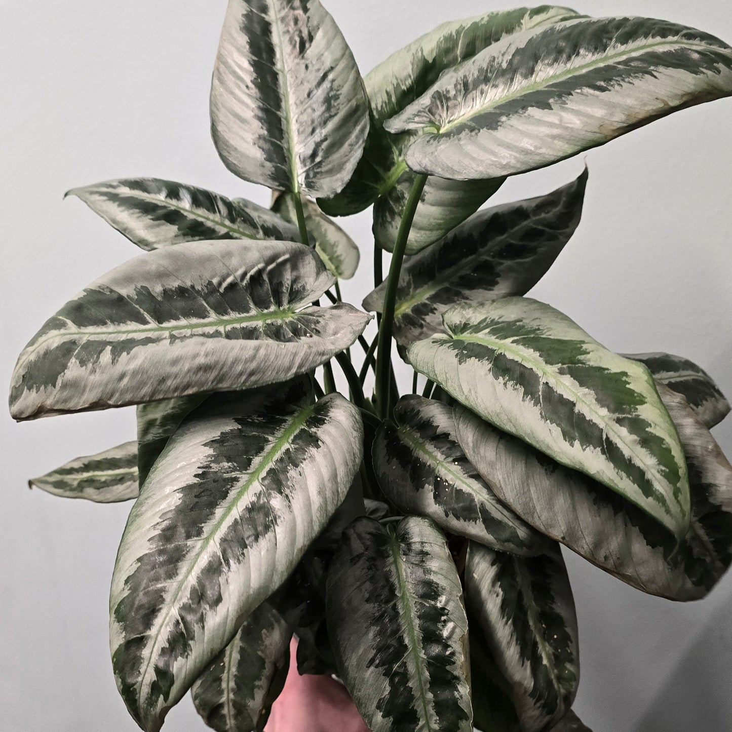 Drop Tongue Plant - Wallichii
