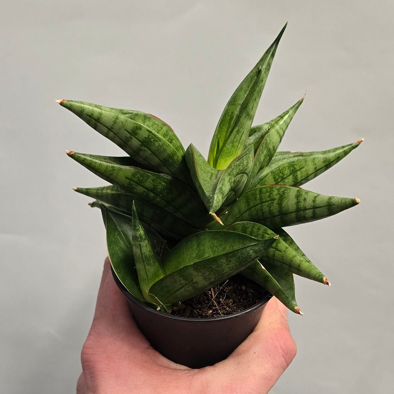 Sansevieria Collectors Mix