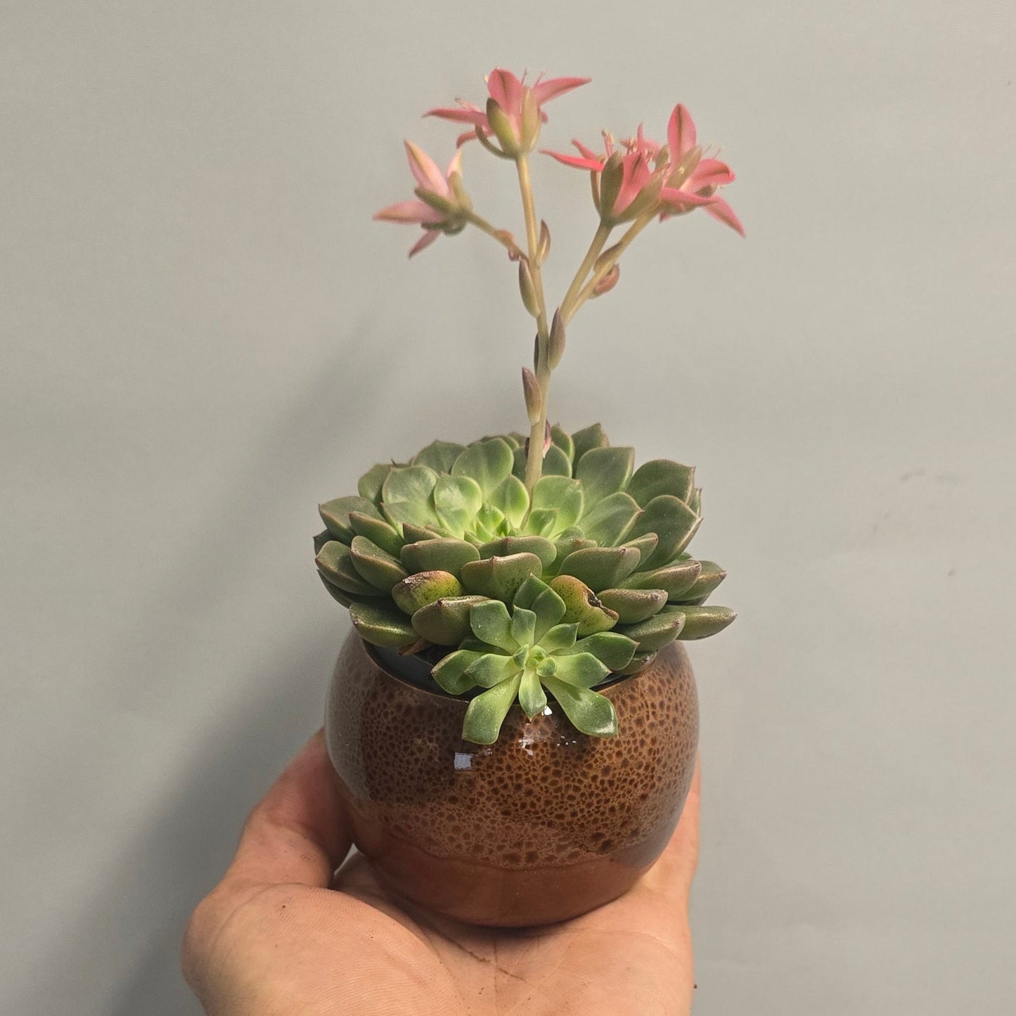 Graptopetalum Tacitus - Pink Flower & Pot
