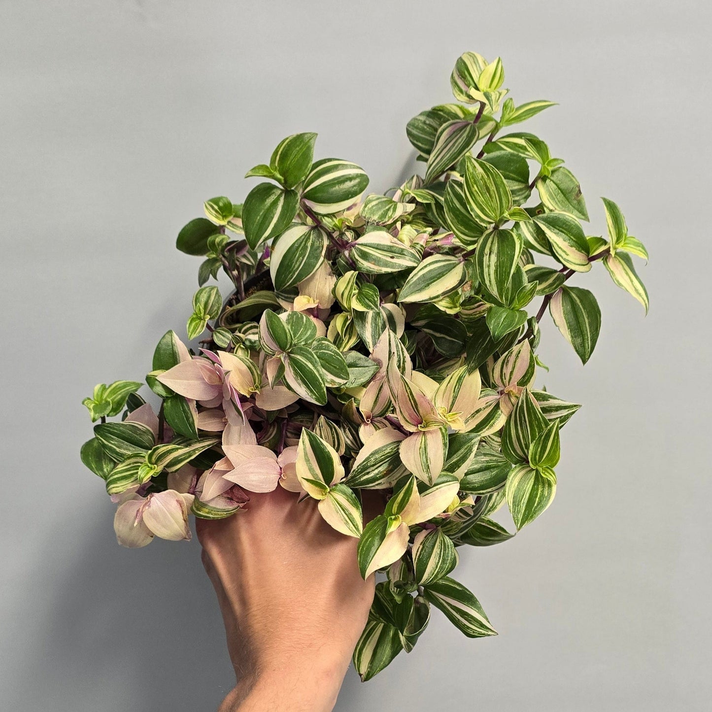 Tradescantia Quadcolour