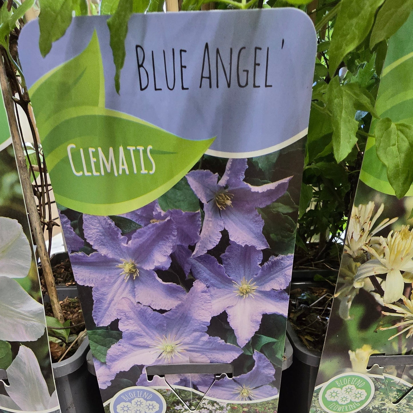 Clematis - Mixed Varieties