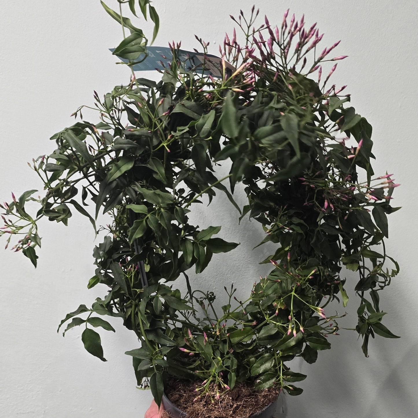 Pink Jasminoide Polyanthum