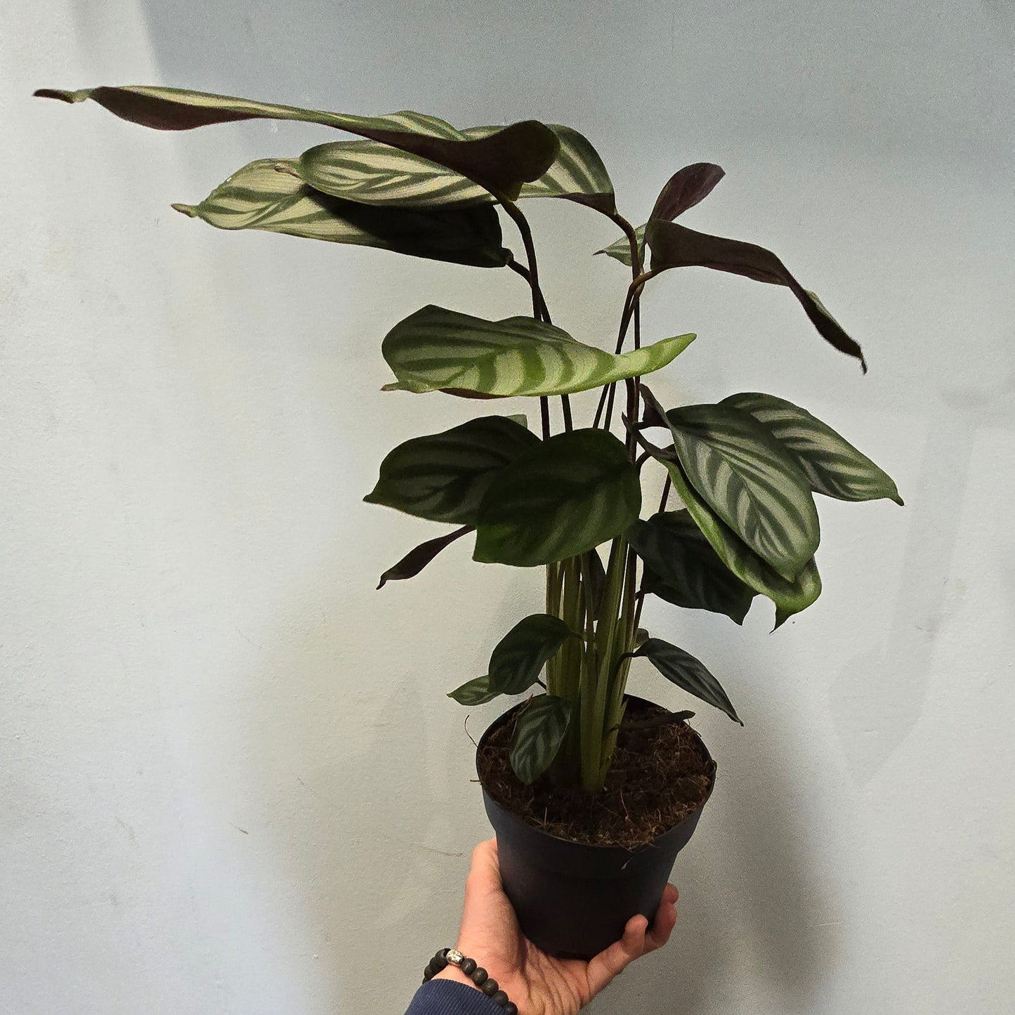 Never Never Plant - 40cm