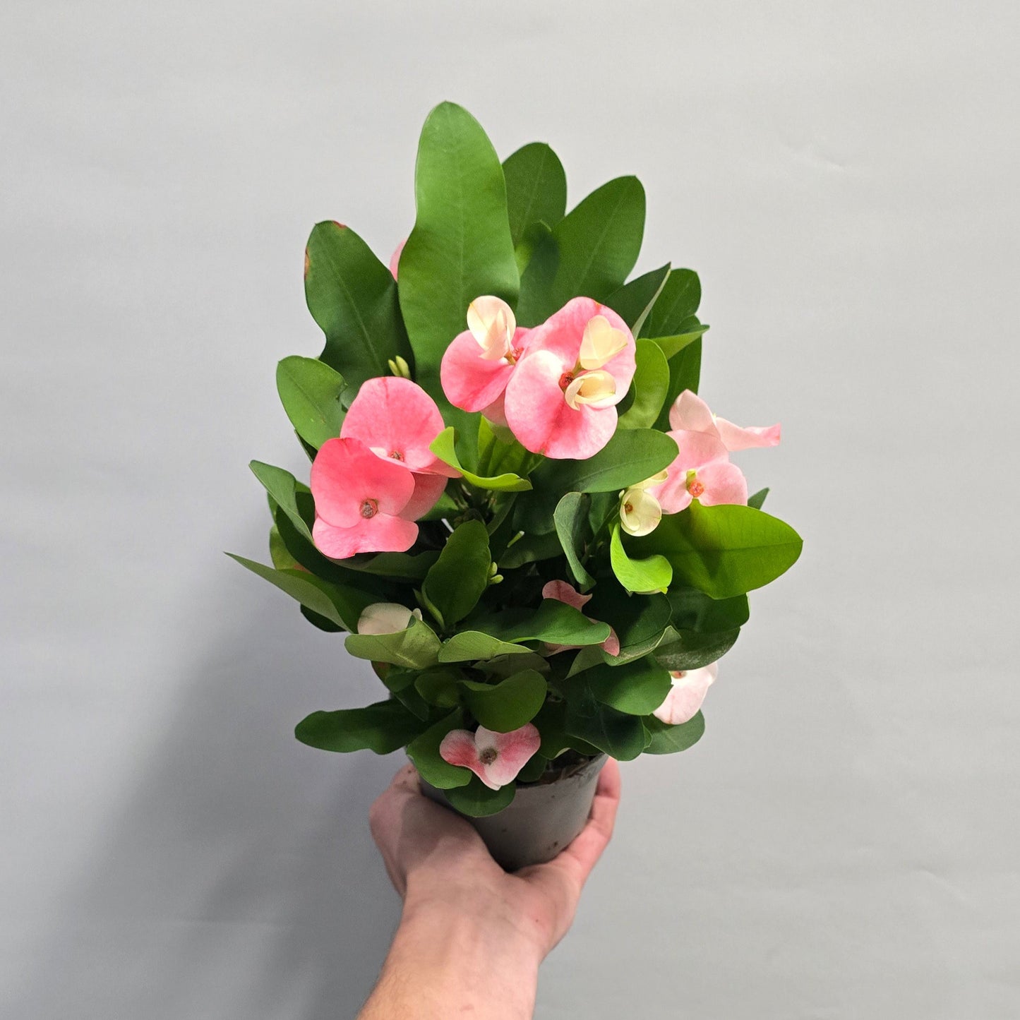 Euphorbia Milli - Pink Crown of thorns
