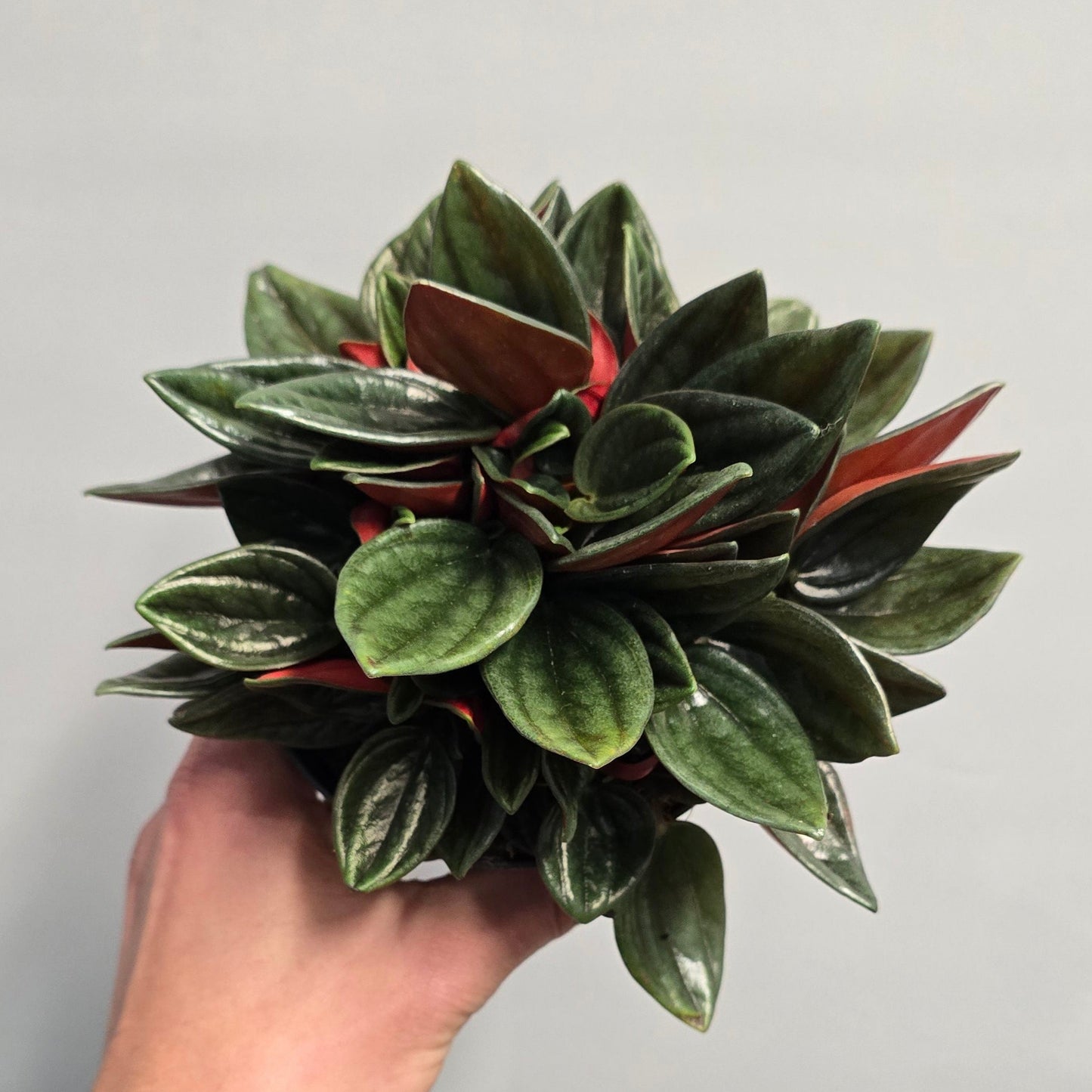 Peperomia Caperata Rosso
