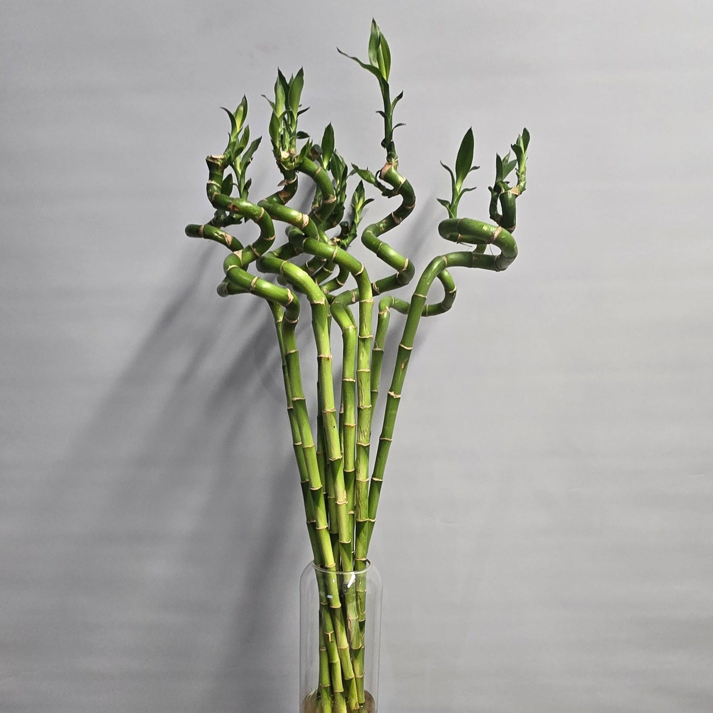 Lucky Bamboo - 75cm