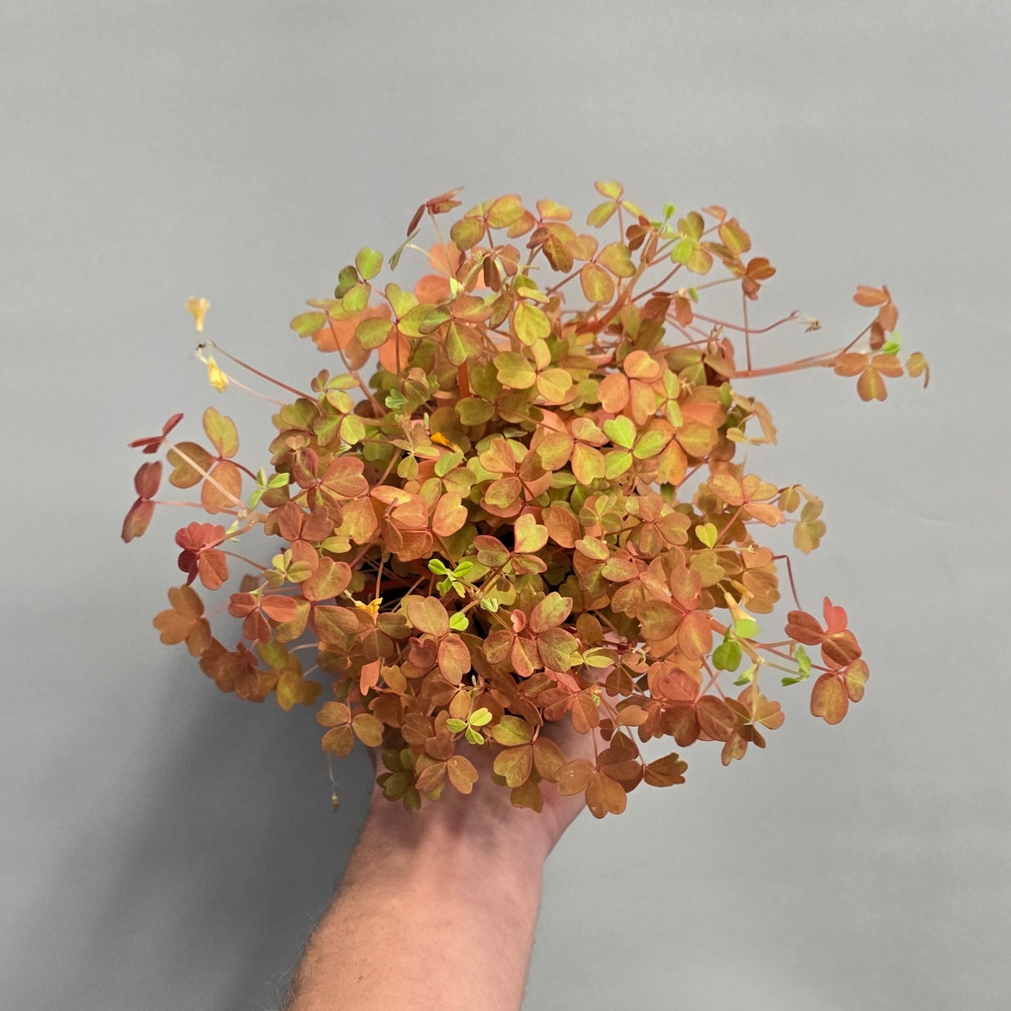 Oxalis Sunset velvet