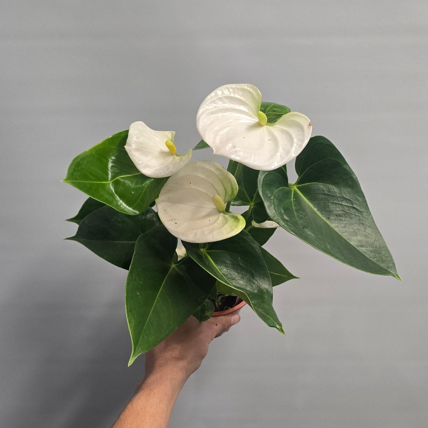 Flowering Anthurium 40-50cm