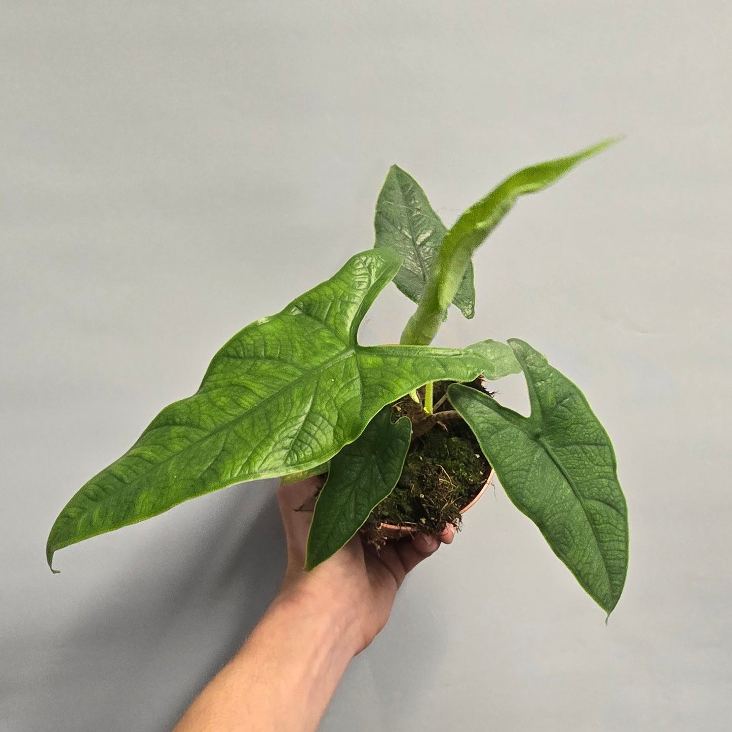 Alocasia Sulawesi Green Carpet