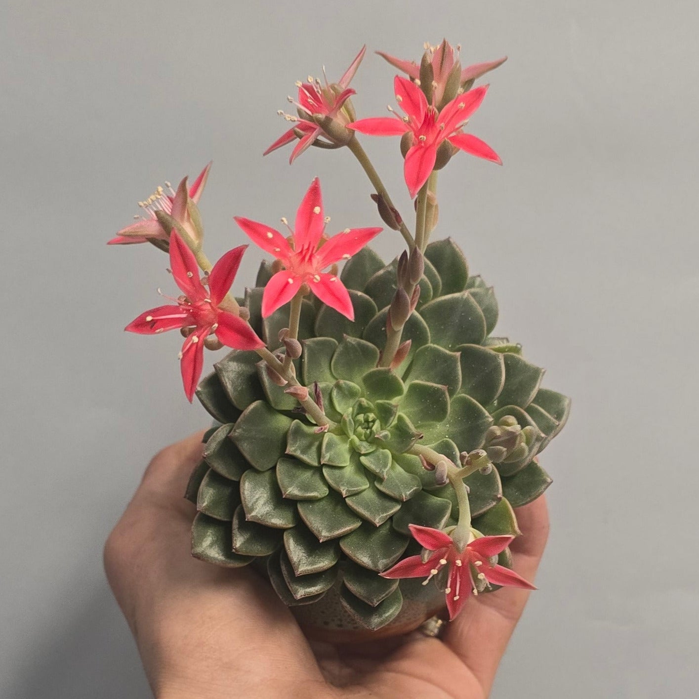 Graptopetalum Tacitus - Pink Flower & Pot