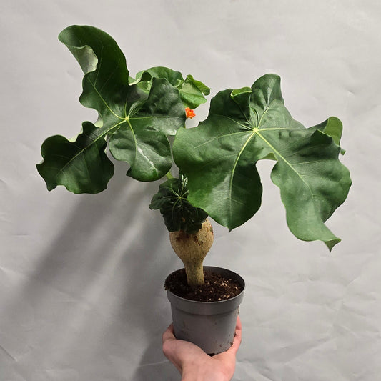 Jatropha podagrica - Orange Buddha Belly (Damaged)