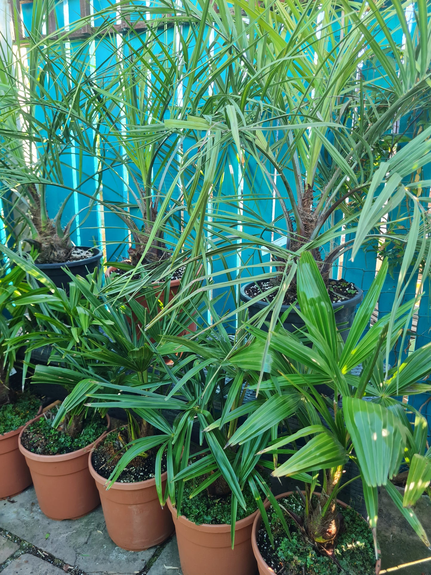 Tracycarpus Fortunei X Nanus 7L Pot