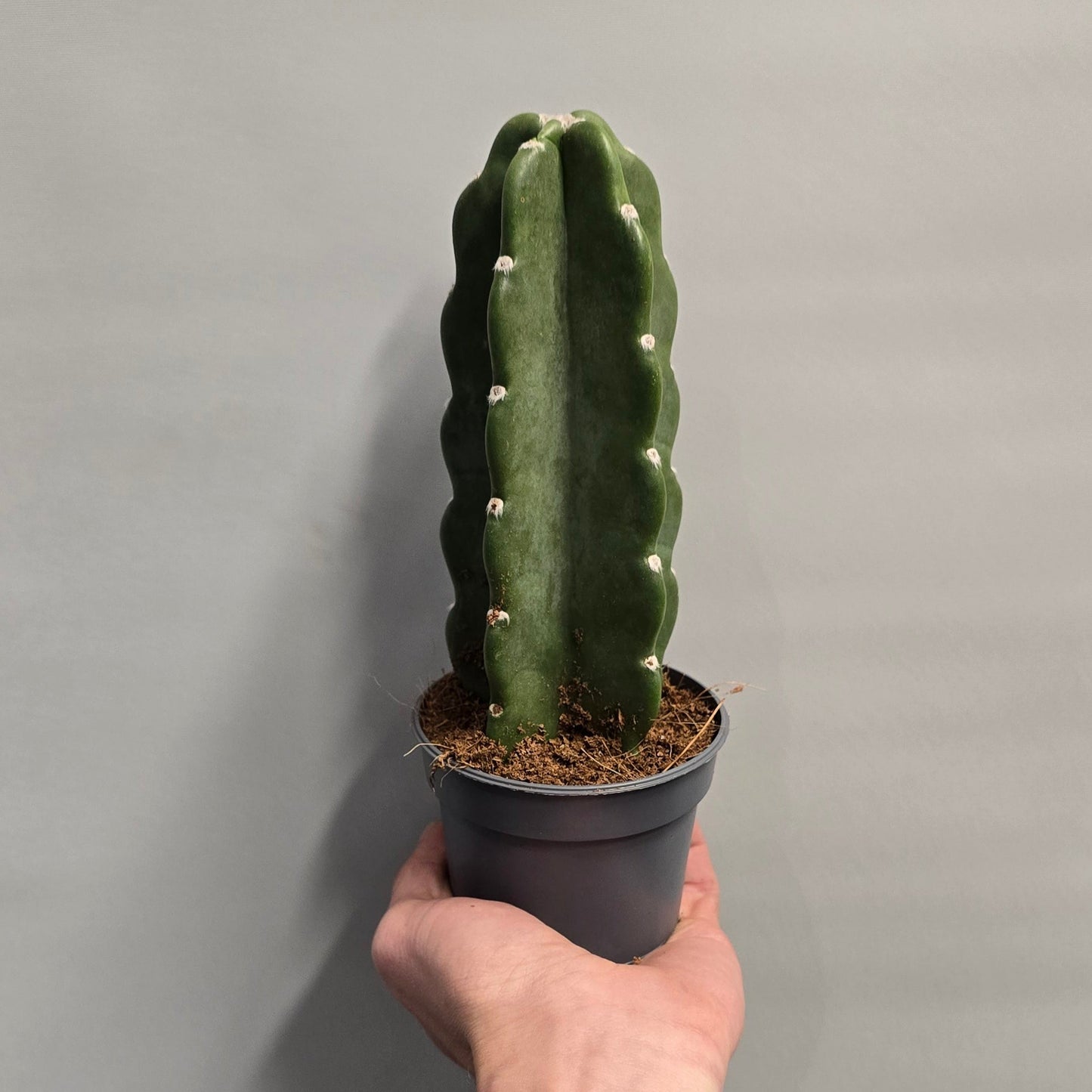 Cuddly Cactus - Cereus Jamacaru