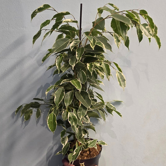 Mixed Ficus Trees - Indian Laurel - 50cm
