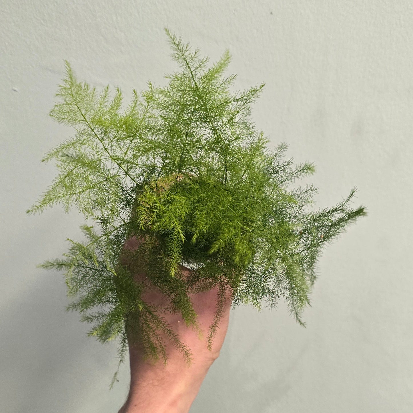 Mini - Asparagus Fern