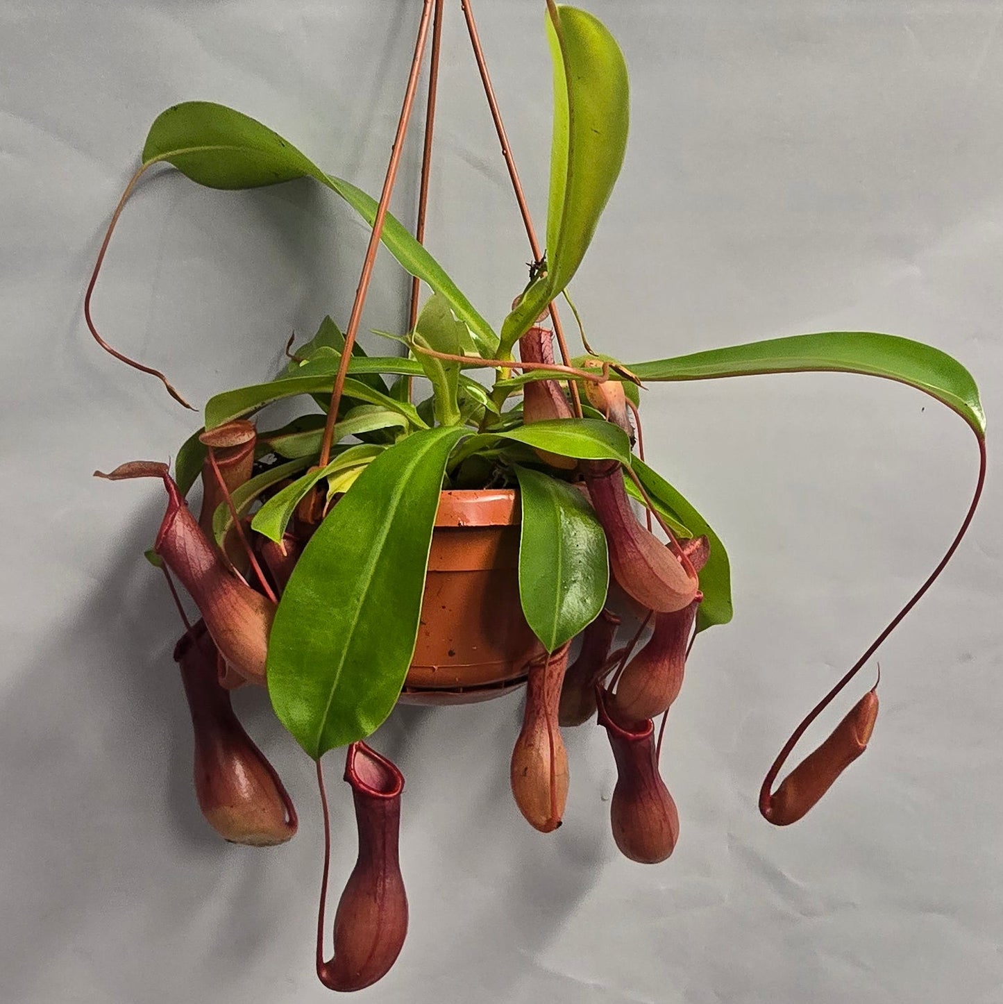 Hanging - Nepenthes Monkey Jar