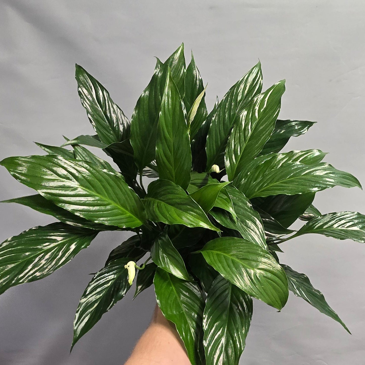 Peace Lilly - Spathiphyllum Bellini