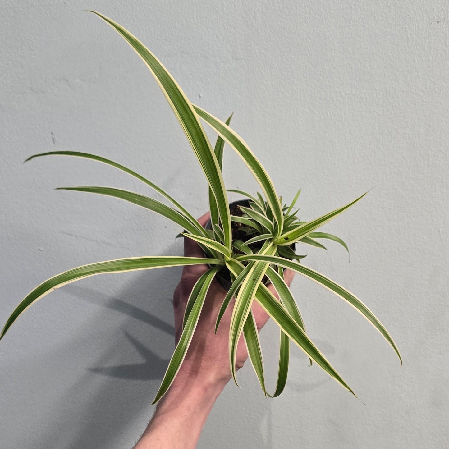 Small - Spider Plant