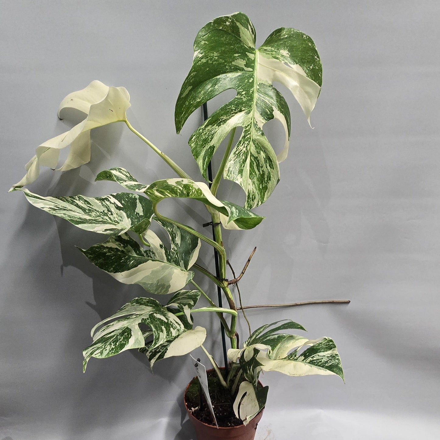 Monstera Albo Variegated